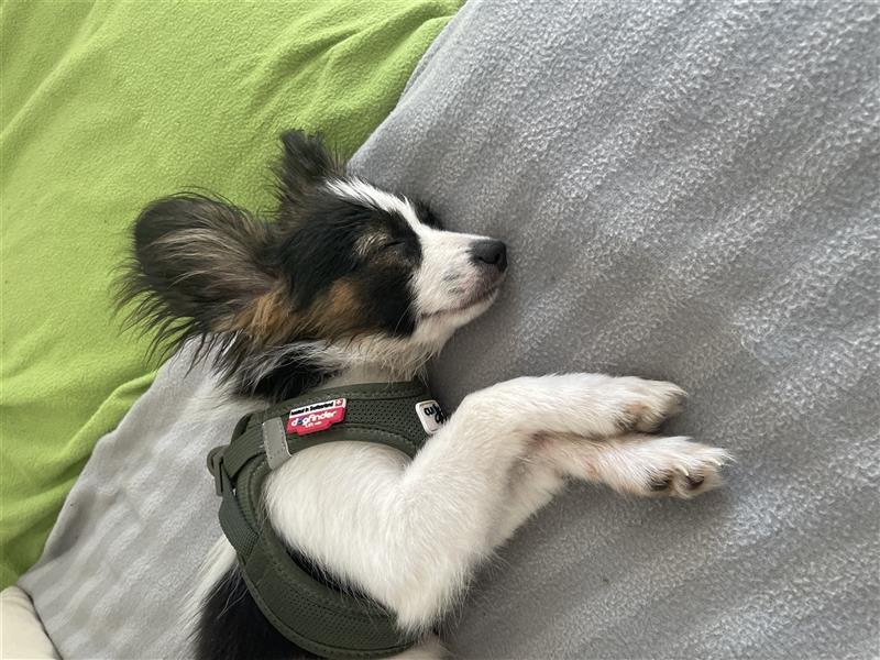 Offener Papillon Junghund/Welpe - 21 Wochen, geimpft, gechipt