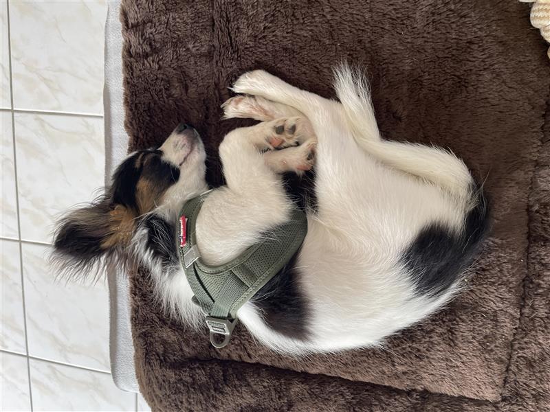 Offener Papillon Junghund/Welpe - 21 Wochen, geimpft, gechipt