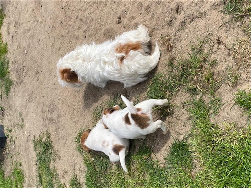 Jack Rassel Terrier Welpen in Drahthaar