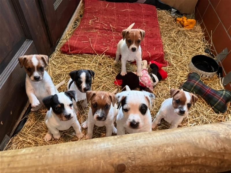 Parson Russell Terrier aus liebevoller Familienaufzucht