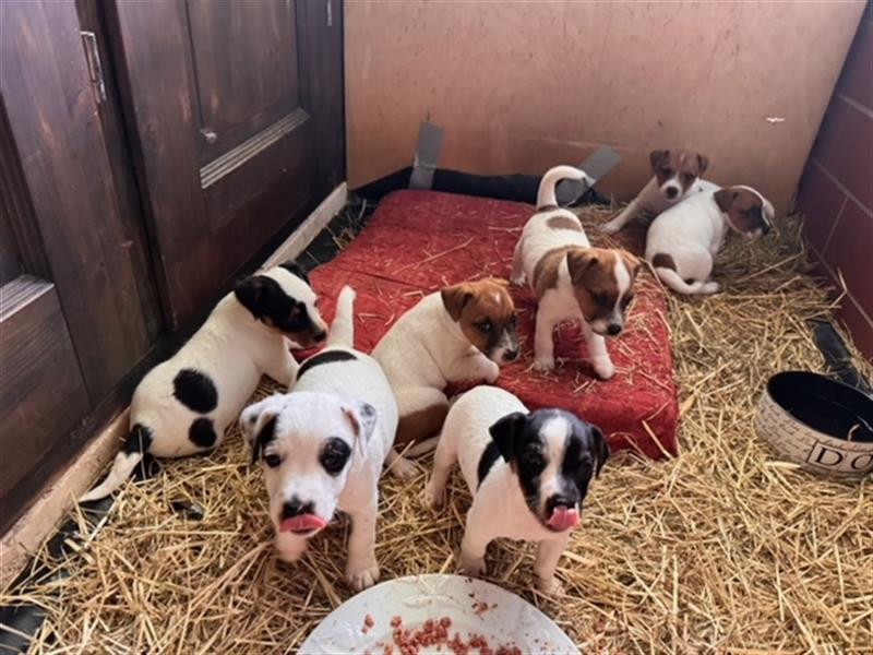 Parson Russell Terrier aus liebevoller Familienaufzucht