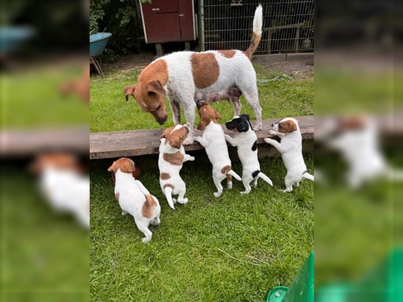 Parson Russell Terrier aus liebevoller Familienaufzucht