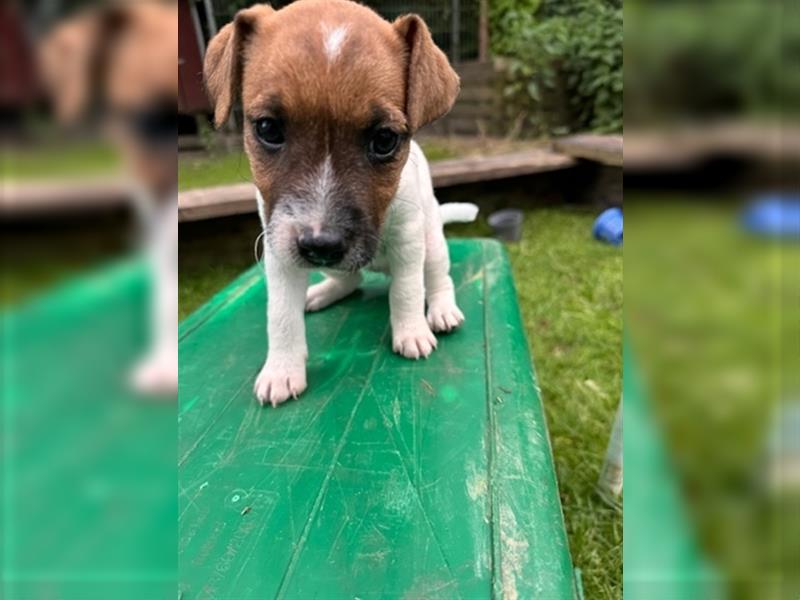 Parson Russell Terrier aus liebevoller Familienaufzucht