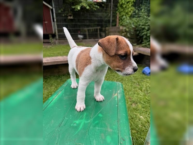 Parson Russell Terrier aus liebevoller Familienaufzucht