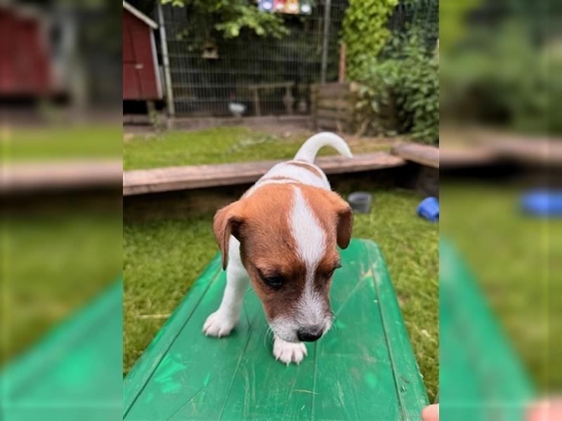 Parson Russell Terrier aus liebevoller Familienaufzucht