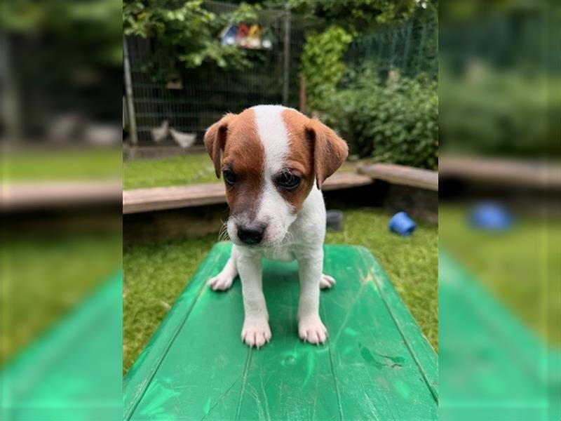 Parson Russell Terrier aus liebevoller Familienaufzucht