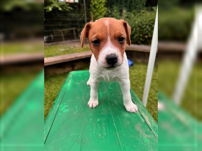 Parson Russell Terrier aus liebevoller Familienaufzucht