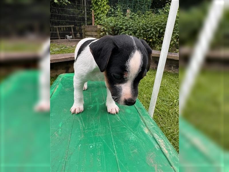 Parson Russell Terrier aus liebevoller Familienaufzucht