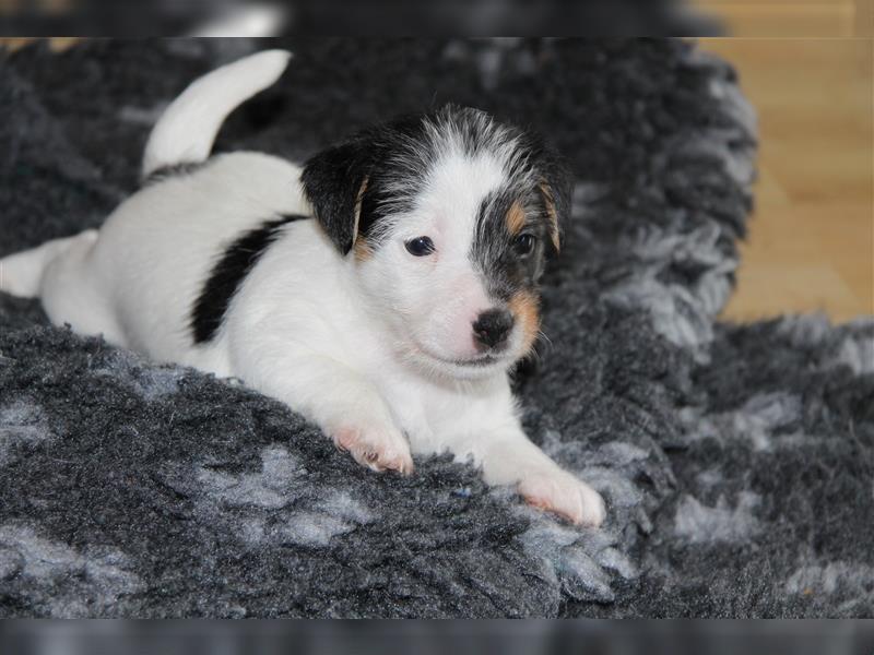 Parson Russell Terrier Welpen  mit VDH Papieren, geb. 24.05.24