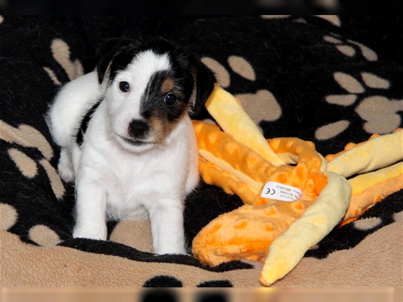 Parson Russell Terrier Welpen  mit VDH Papieren, geb. 24.05.24