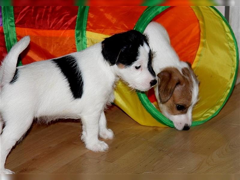 Parson Russell Terrier Welpen  mit VDH Papieren, geb. 24.05.24