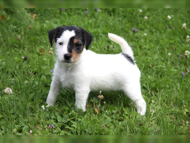 Parson Russell Terrier Welpen  mit VDH Papieren, geb. 24.05.24