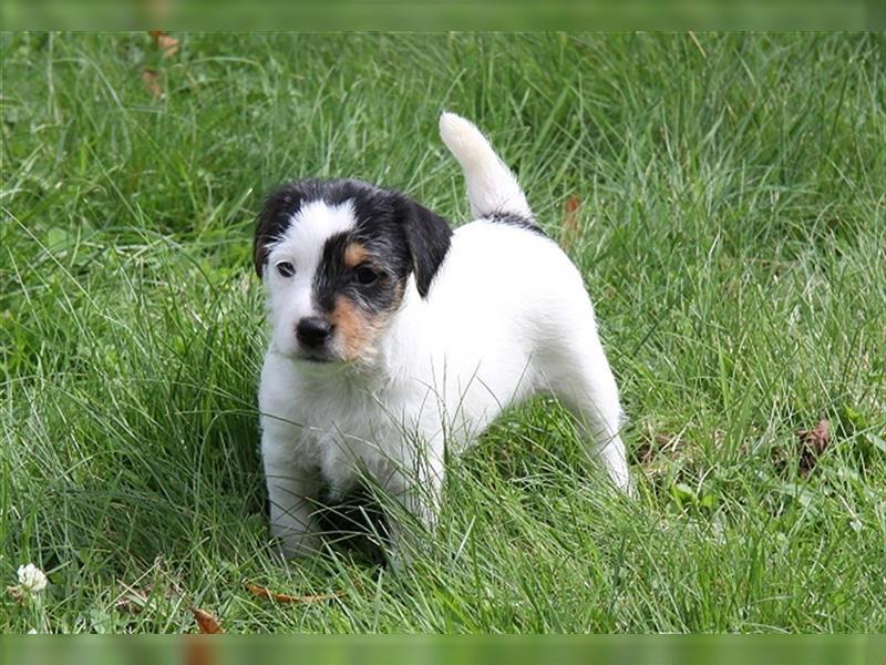 Parson Russell Terrier Welpen  mit VDH Papieren, geb. 24.05.24