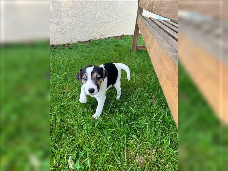 Jetzt sind noch zwei Rüden  Parsons Russell Terrier Welpen