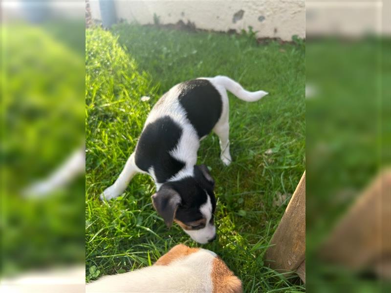 Jetzt sind noch zwei Rüden  Parsons Russell Terrier Welpen