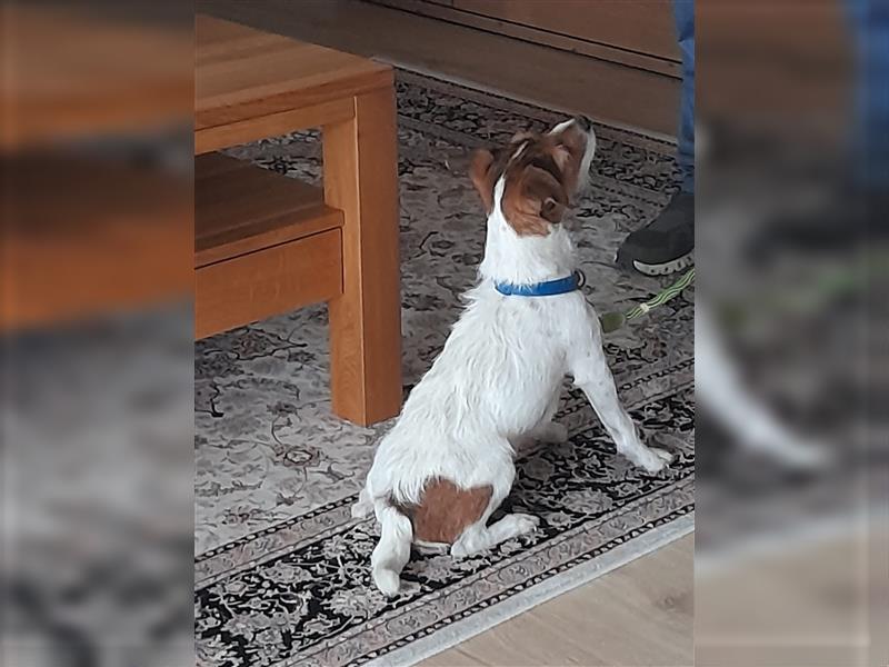 Parson Russel Terrier Bande Sucht ein Zuhause