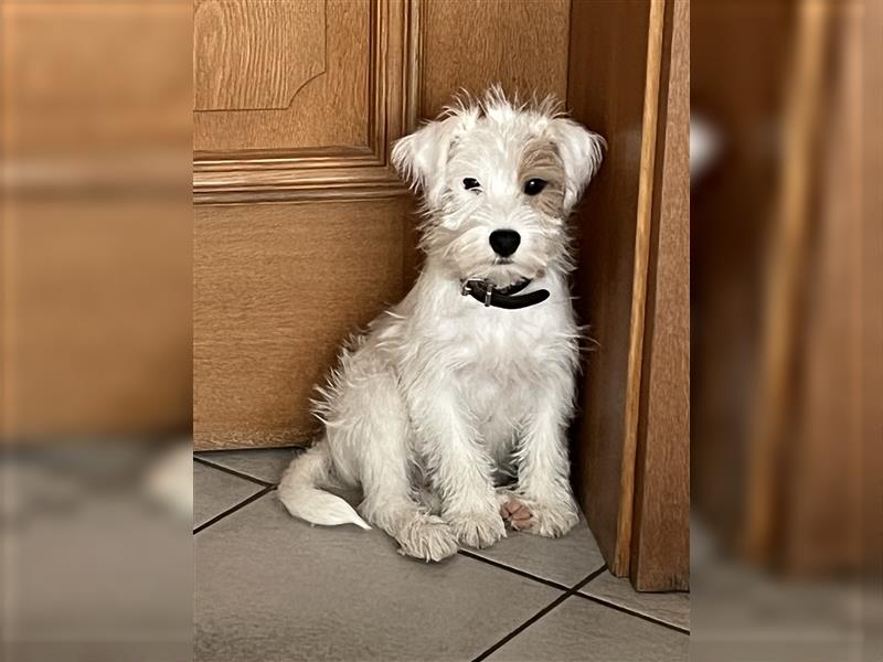 Parson Russell Terrier Welpe