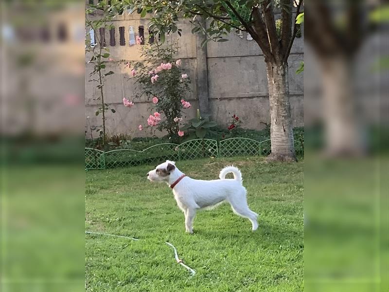 Parson Russell Terrier welpen