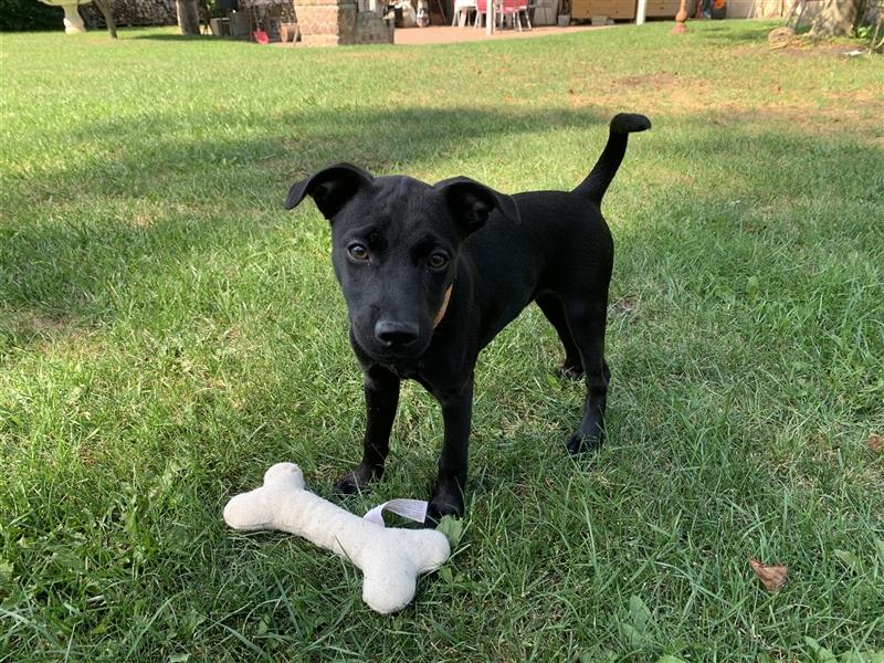 Patterdale Terrier- Welpen( kleine Jagdhunde )