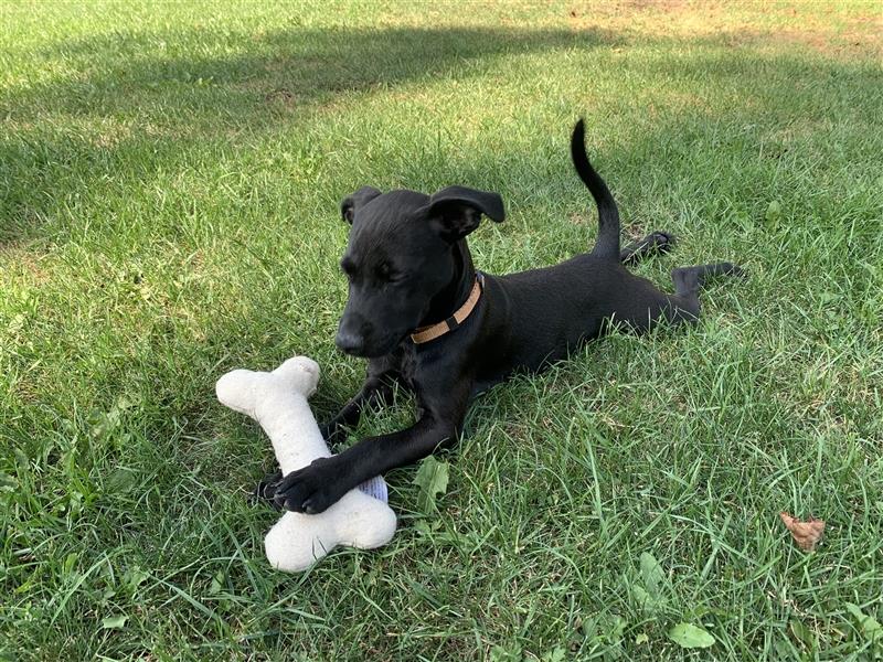 Patterdale Terrier- Welpen( kleine Jagdhunde )