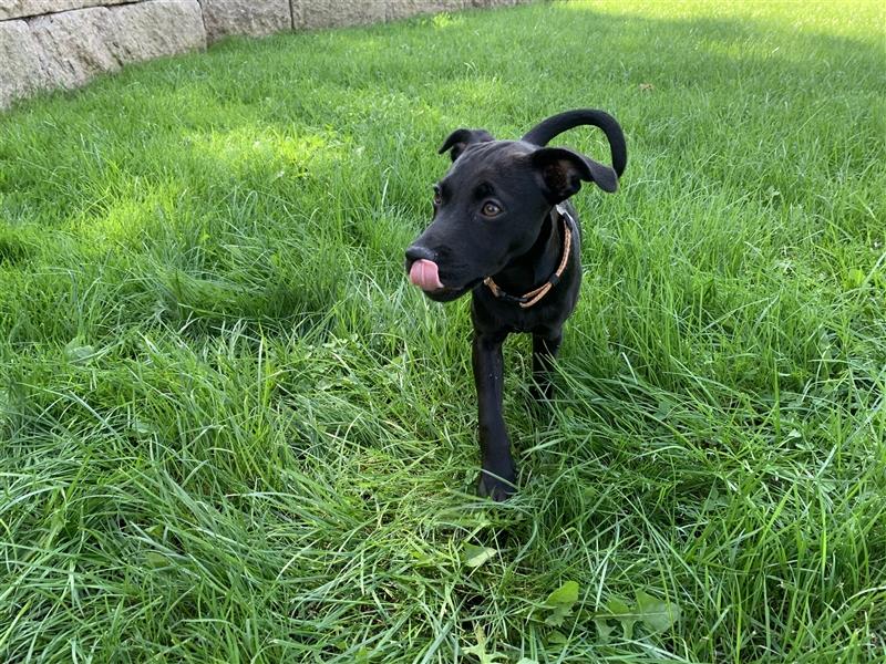 Patterdale Terrier- Welpen( kleine Jagdhunde )