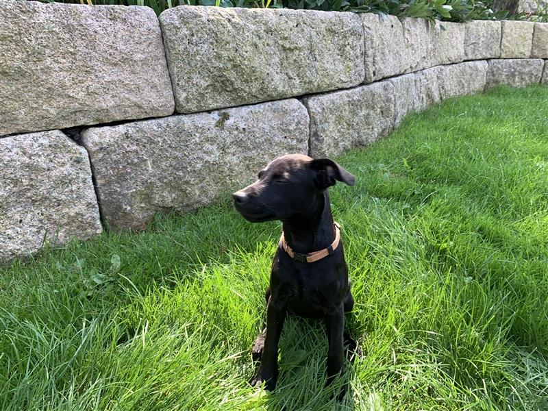 Patterdale Terrier- Welpen( kleine Jagdhunde )