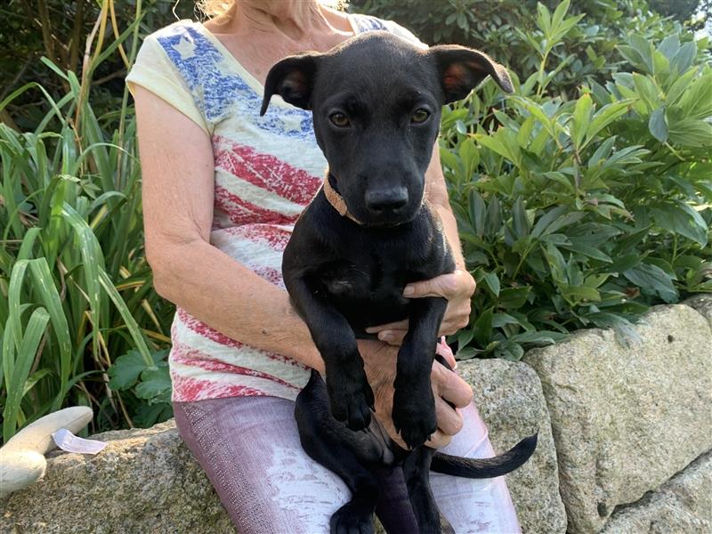 Patterdale Terrier- Welpen( kleine Jagdhunde )