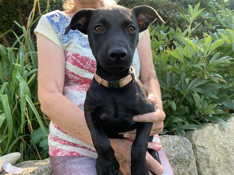 Patterdale Terrier- Welpen( kleine Jagdhunde )