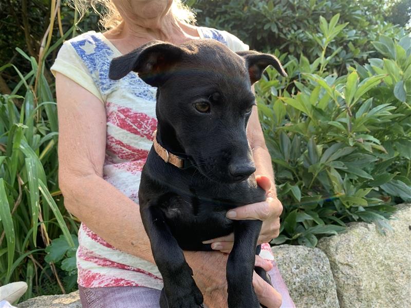 Patterdale Terrier- Welpen( kleine Jagdhunde )