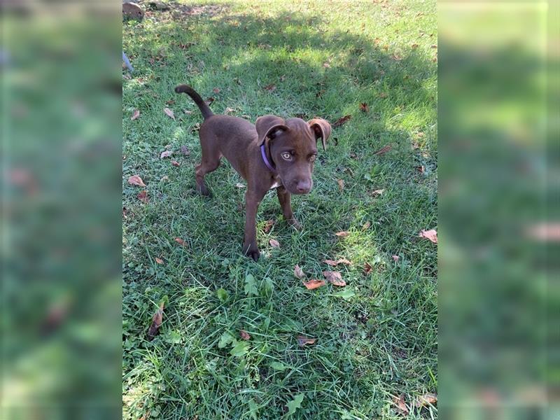 Patterdale Terrier- Welpen( kleine Jagdhunde )