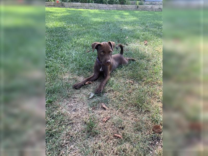 Patterdale Terrier- Welpen( kleine Jagdhunde )