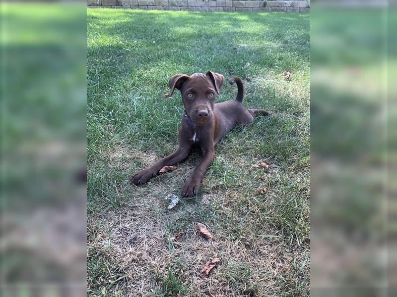 Patterdale Terrier- Welpen( kleine Jagdhunde )