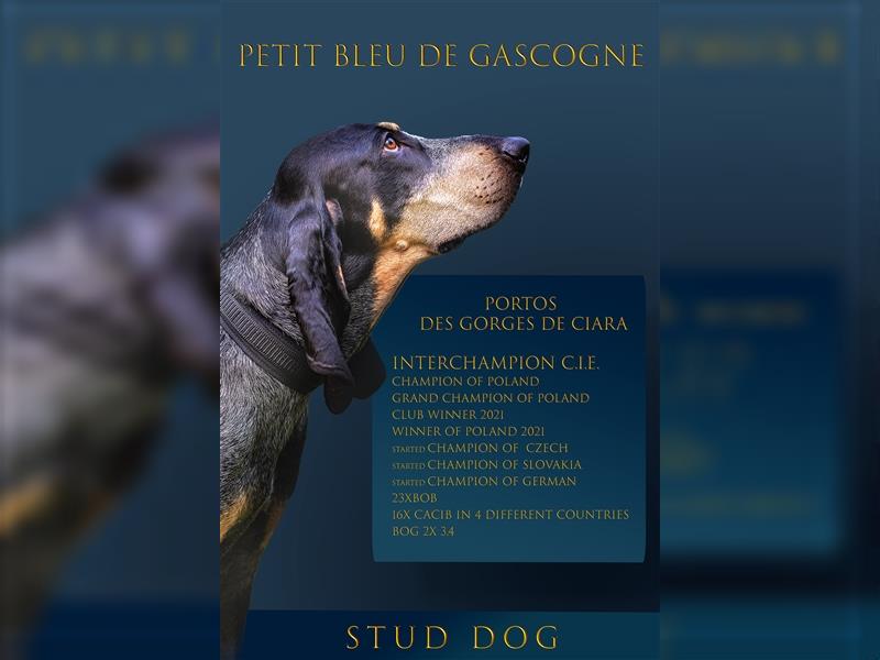 Petit bleu de gascogne