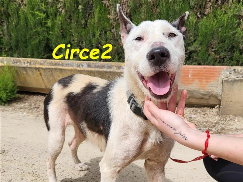 Circe2 06/2022 (ESP) - verschmuste und soziale, hübsche Podenco-Bodeguero Mix Hündin!