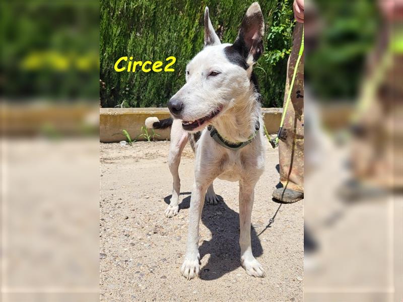 Circe2 06/2022 (ESP) - verschmuste und soziale, hübsche Podenco-Bodeguero Mix Hündin!