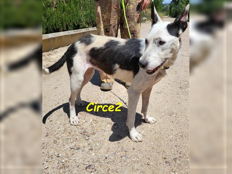 Circe2 06/2022 (ESP) - verschmuste und soziale, hübsche Podenco-Bodeguero Mix Hündin!