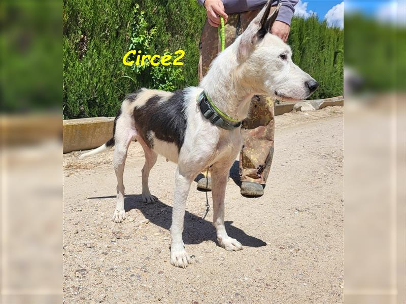 Circe2 06/2022 (ESP) - verschmuste und soziale, hübsche Podenco-Bodeguero Mix Hündin!