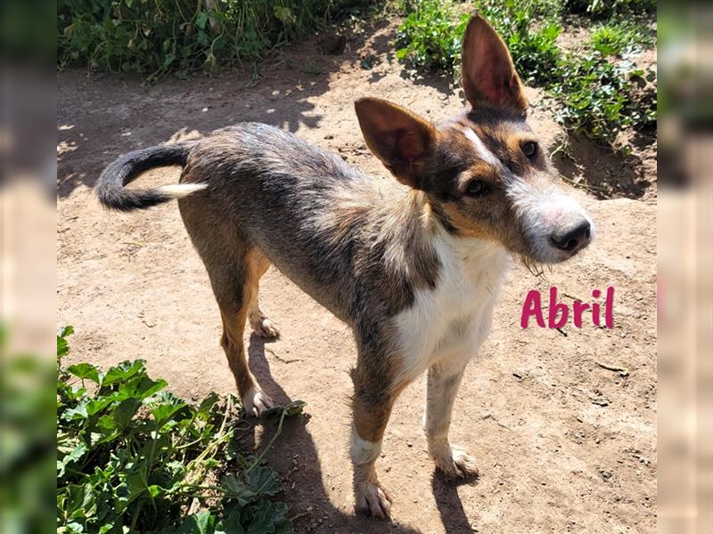 Abril 05/2022 (ESP) - sehr verschmuste und soziale, junge Rauhaar-Podenca!