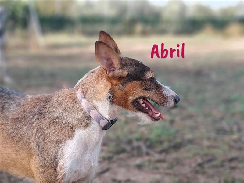 Abril 05/2022 (ESP) - sehr verschmuste und soziale, junge Rauhaar-Podenca!