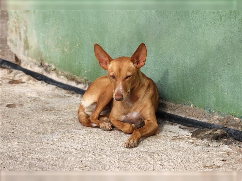 Donna - Hündin in Spanien