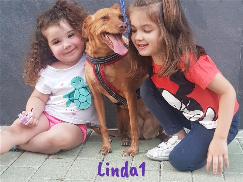 Linda1 04/2020 (ESP Pflegestelle) - unkomplizierte, Kinder- und Katzenliebe Podenca!