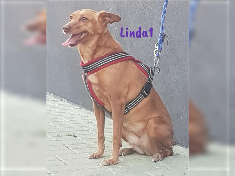 Linda1 04/2020 (ESP Pflegestelle) - unkomplizierte, Kinder- und Katzenliebe Podenca!