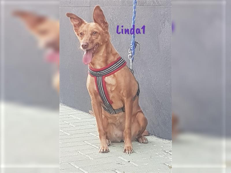 Linda1 04/2020 (ESP Pflegestelle) - unkomplizierte, Kinder- und Katzenliebe Podenca!