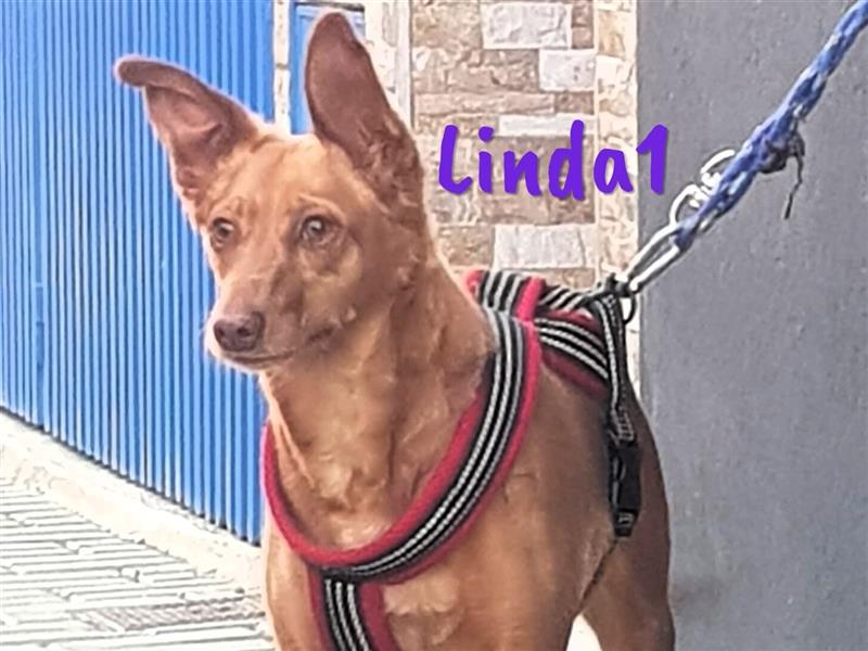 Linda1 04/2020 (ESP Pflegestelle) - unkomplizierte, Kinder- und Katzenliebe Podenca!