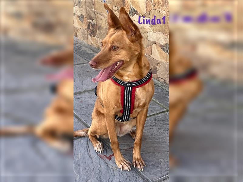 Linda1 04/2020 (ESP Pflegestelle) - unkomplizierte, Kinder- und Katzenliebe Podenca!