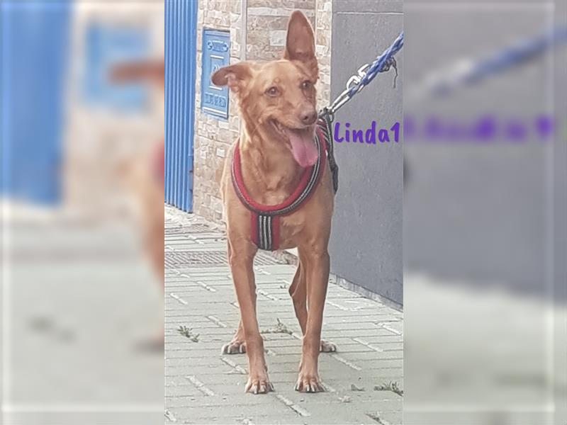 Linda1 04/2020 (ESP Pflegestelle) - unkomplizierte, Kinder- und Katzenliebe Podenca!