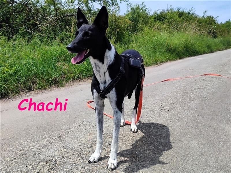 Chachi 11/2020 (in Deutschland) - neugierige und liebenswerte Podenco-Bodeguero Mix Hündin!