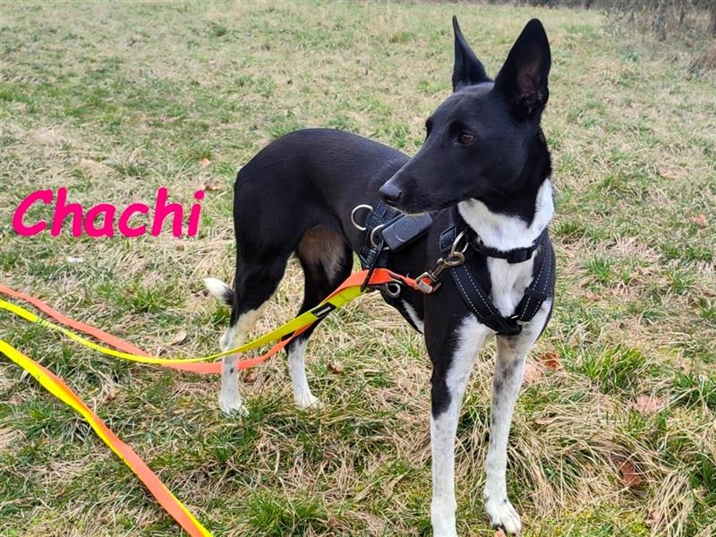 Chachi 11/2020 (in Deutschland) - neugierige und liebenswerte Podenco-Bodeguero Mix Hündin!