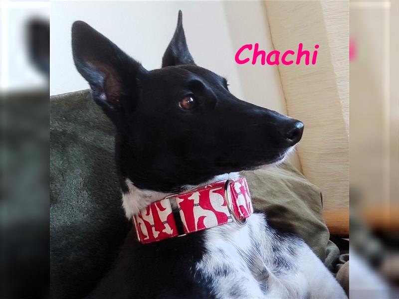 Chachi 11/2020 (in Deutschland) - neugierige und liebenswerte Podenco-Bodeguero Mix Hündin!