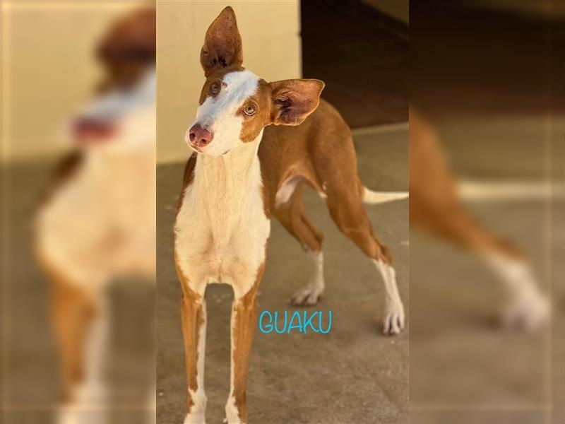 ❤️GUAKO, Podenco Ibicenco❤️